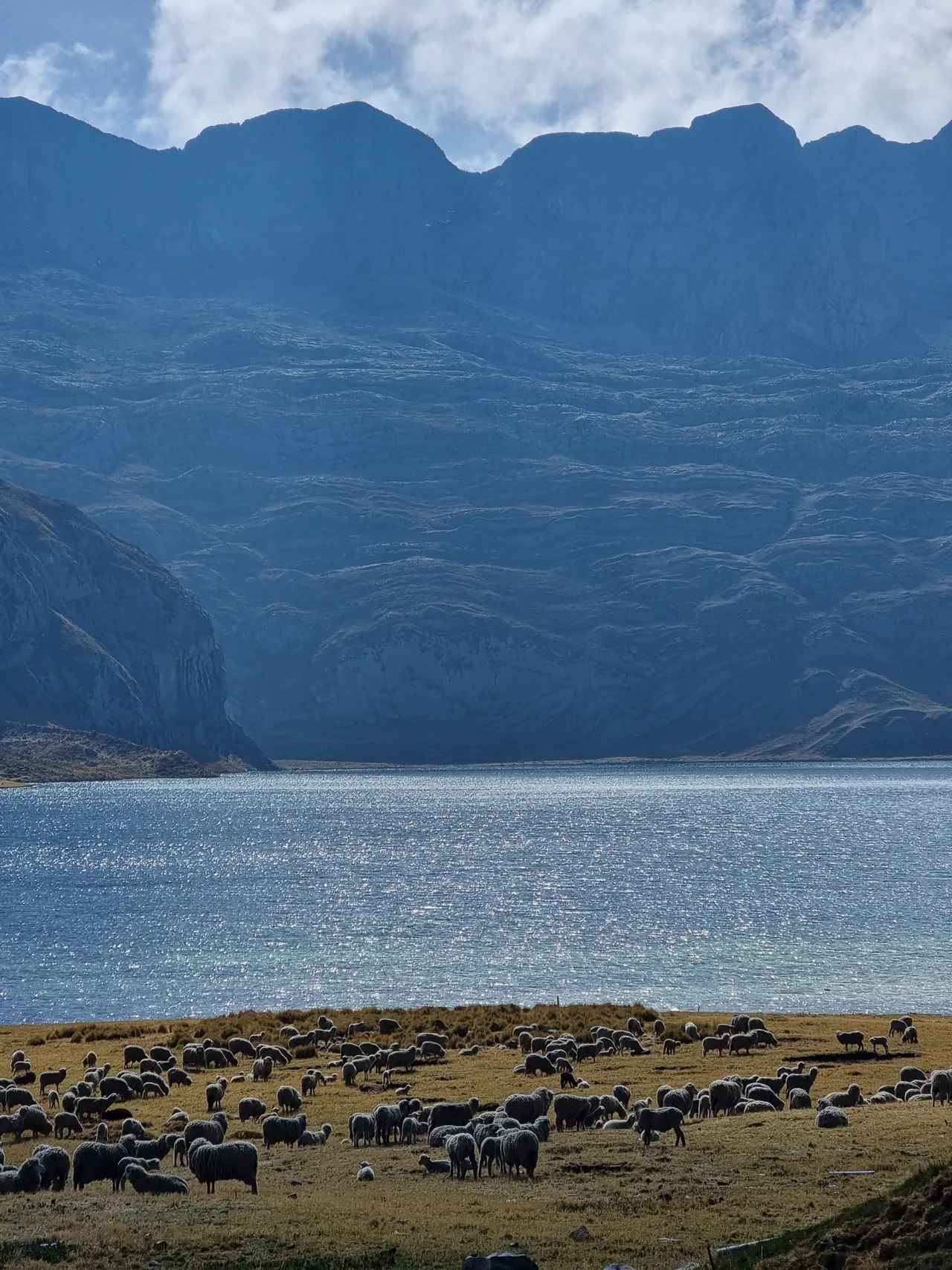 Ovejas en Laguna Canrash con cielo abierto y cerro de fondo