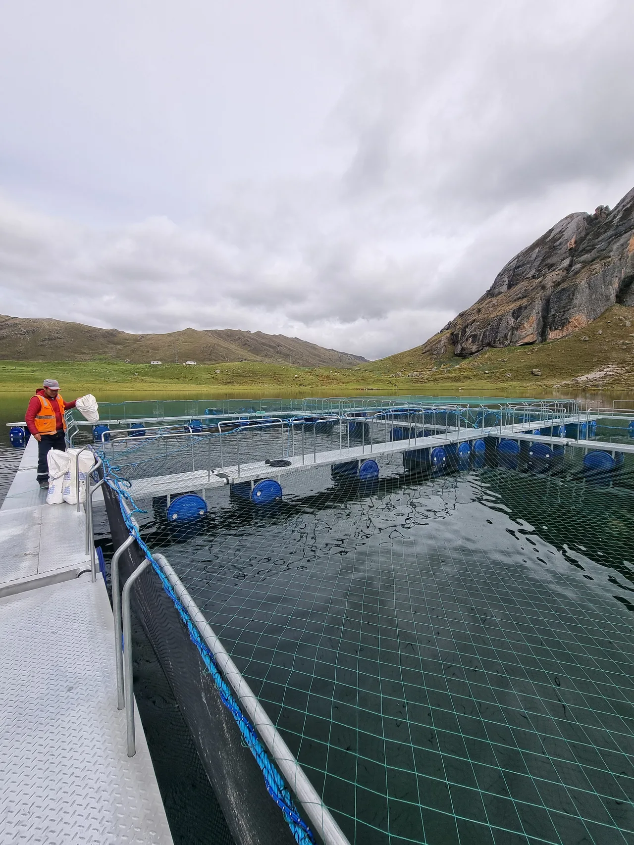 Trabajador alimentando truchas en las jaulas flotantes de la laguna